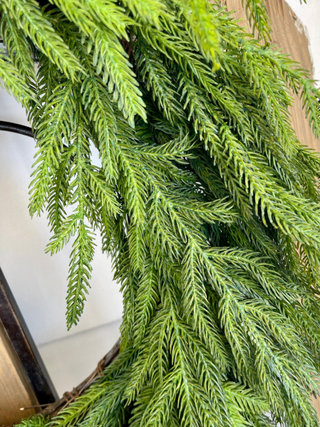 24'' Just Cut Norfolk Pine Wreath