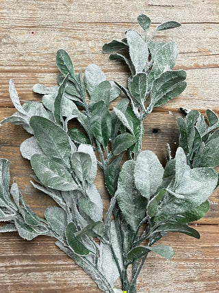 FROSTED LAMBS EAR BUSH